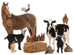 Onderhoud landbouwhuisdieren