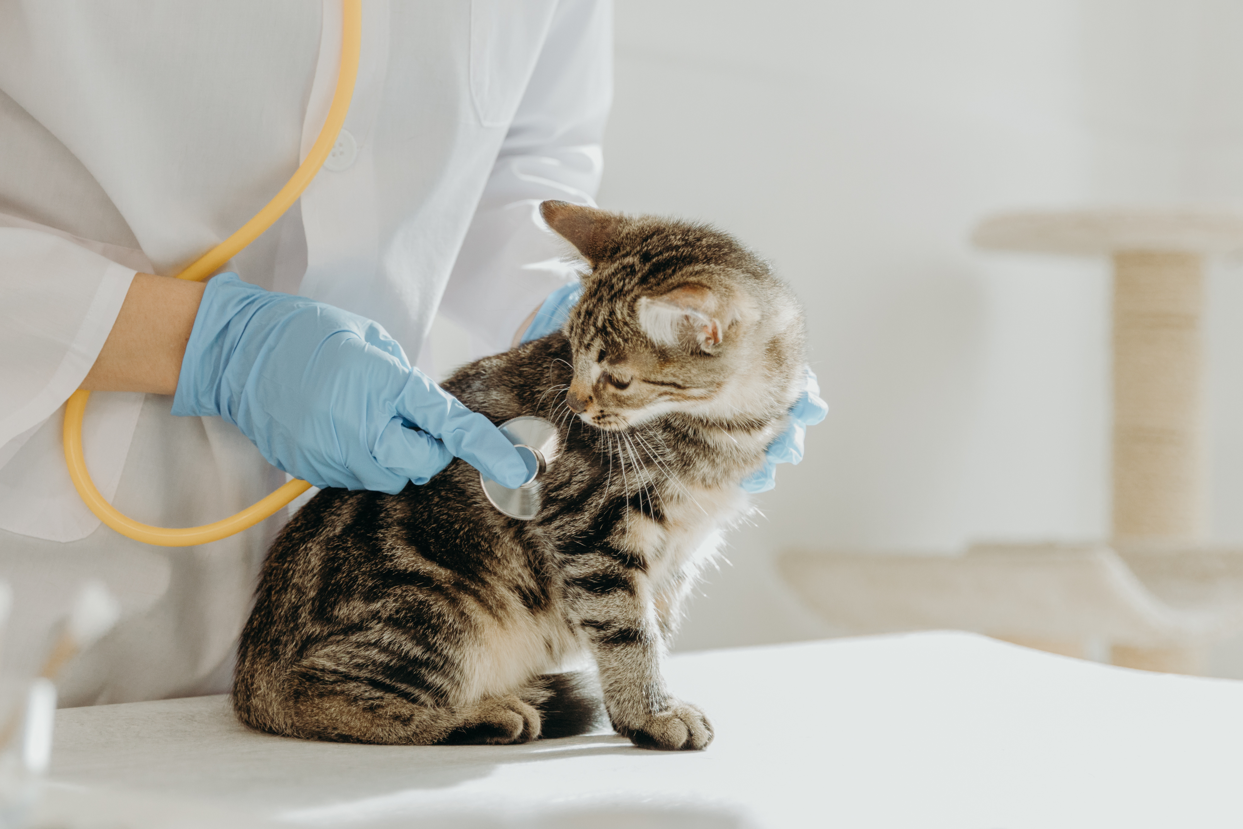 Wat zijn de beste stethoscopen voor jouw dierenkliniek?