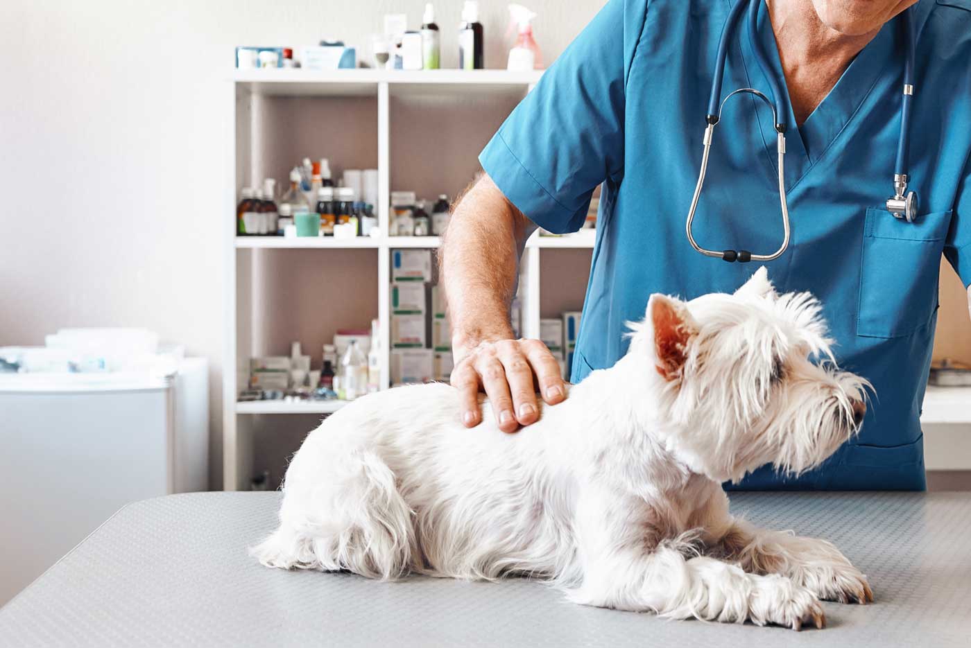 Efficiënt voorraadbeheer in dierenklinieken: hoe optimalisatie leidt tot kostenbesparing