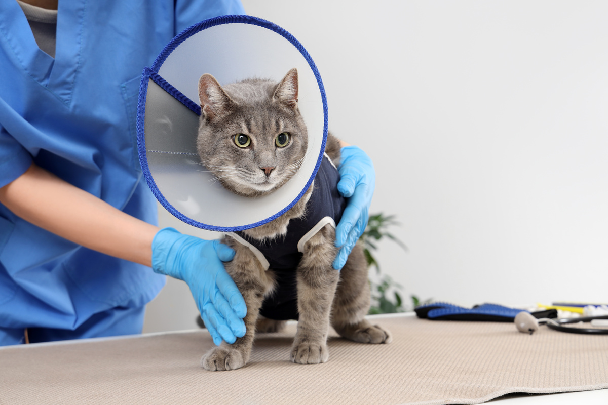 Operatie in de dierenartspraktijk: van voorbereiding tot nazorg