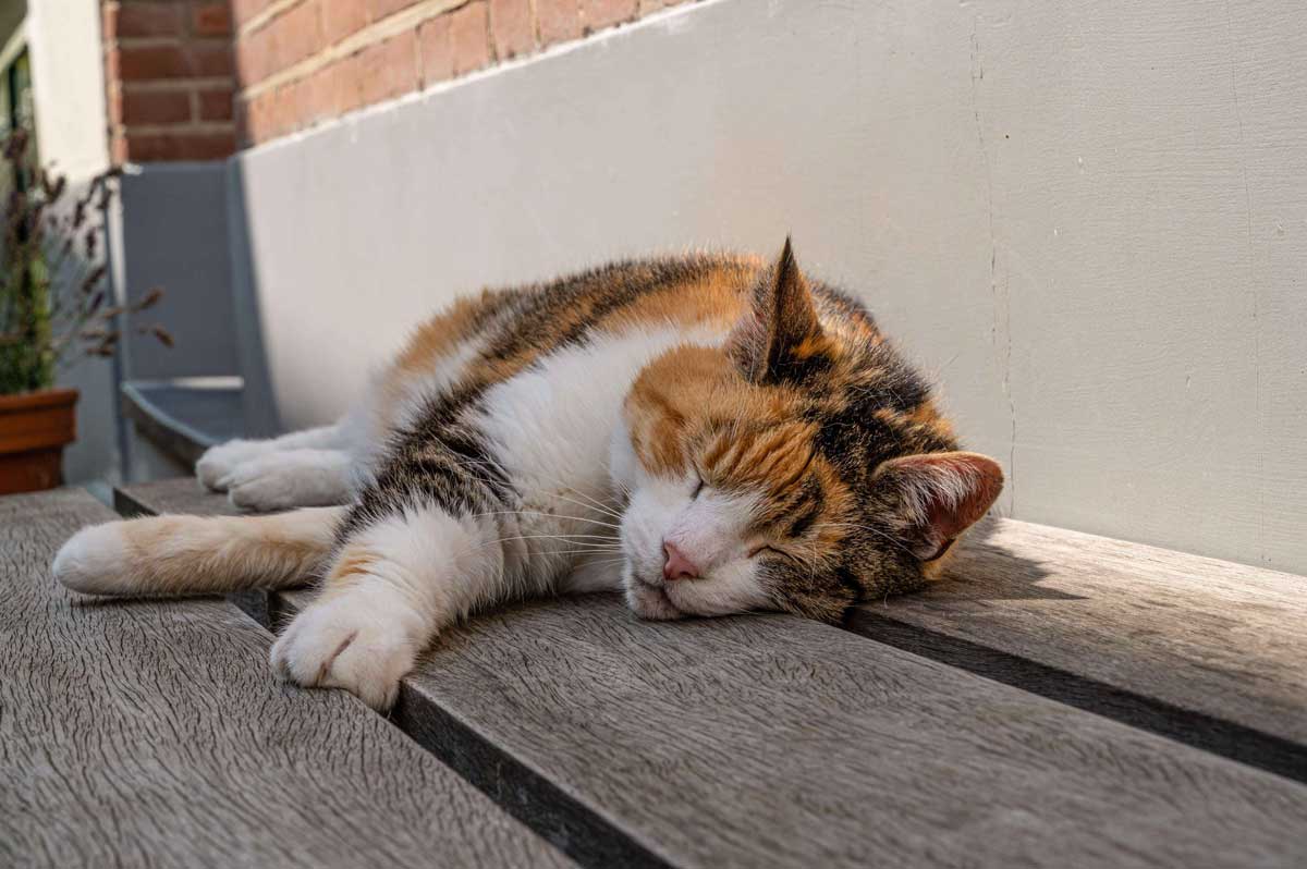 Hittestress bij (huis)dieren